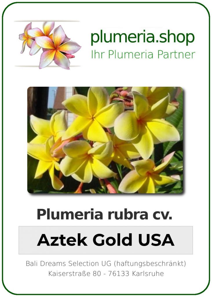 Plumeria rubra "Aztek Gold USA"