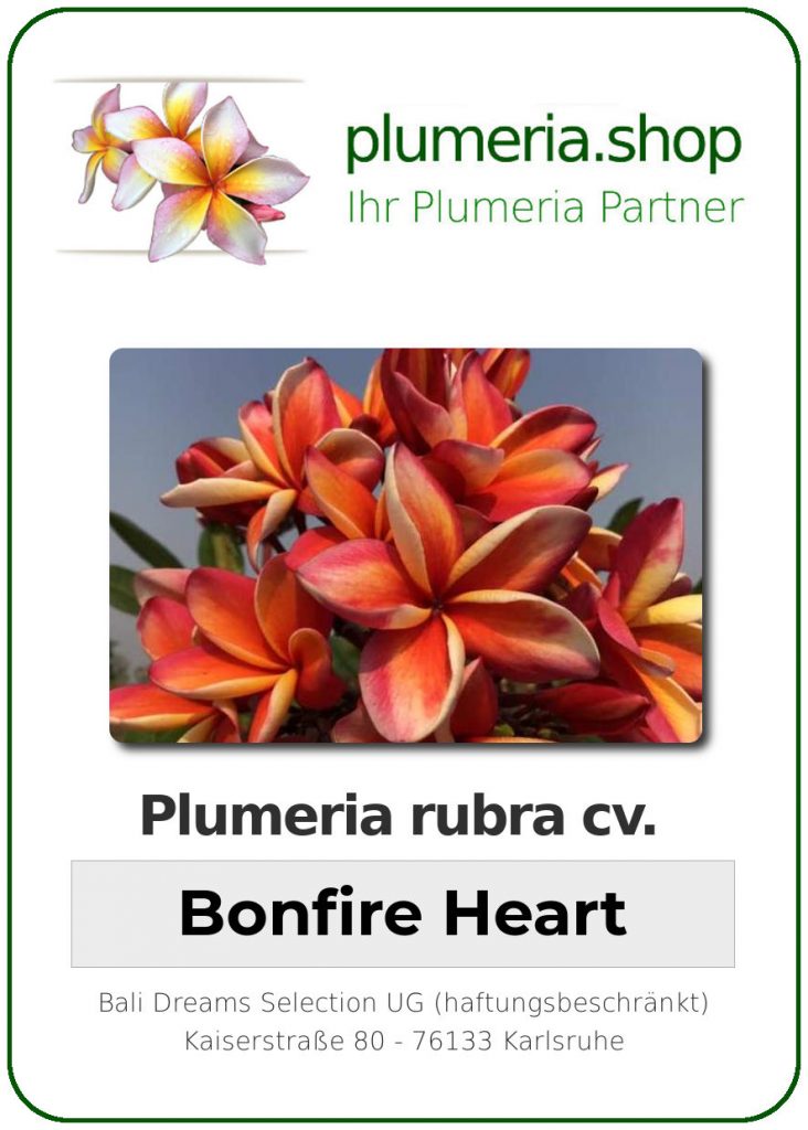 Plumeria rubra "Bonfire Heart"