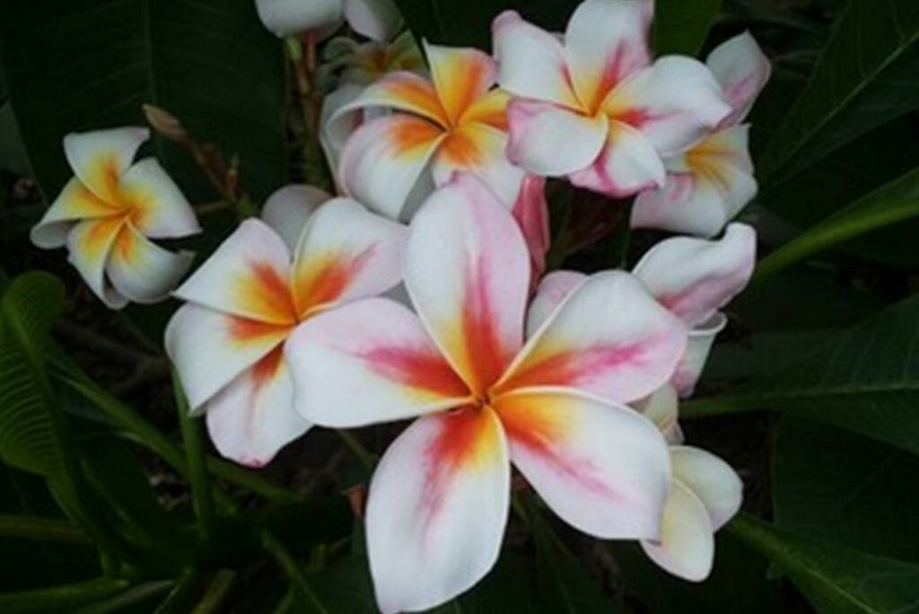 Plumeria rubra "Madame Rainbow"