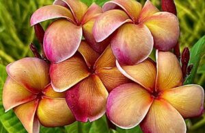 Plumeria rubra "Musk Rainbow"