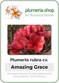 Plumeria rubra - &quot;Amazing Grace&quot;