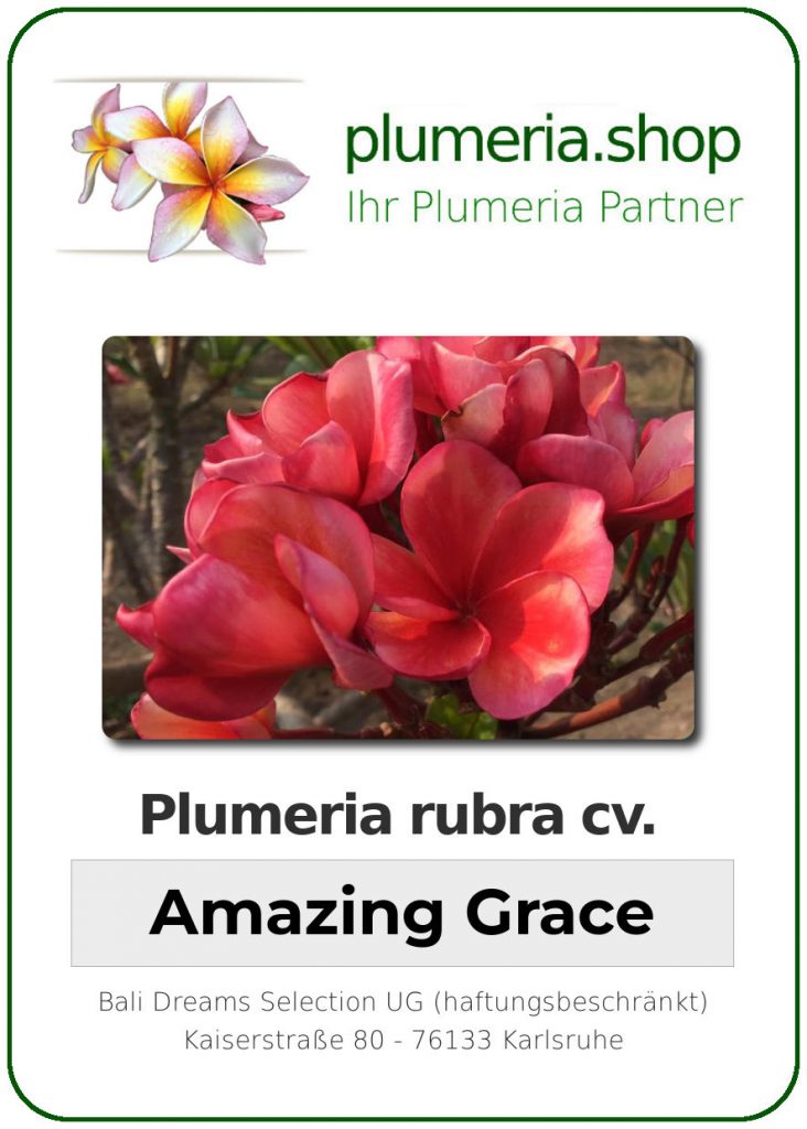 Plumeria rubra cv. "Amazing Grace" - unbewurzelter Steckling