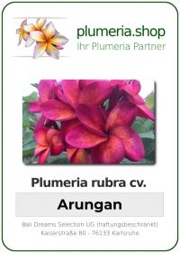 Plumeria rubra - "Arungan"