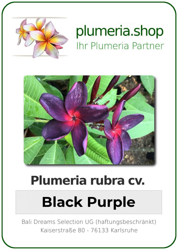 Plumeria rubra "Black Purple"