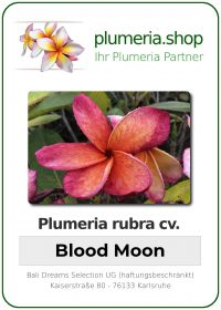 Plumeria rubra - "Blood Moon"
