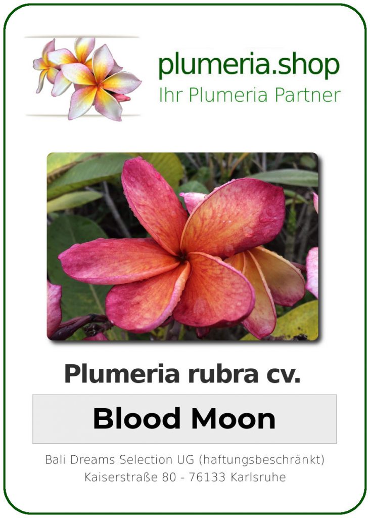 Plumeria rubra cv. "Blood Moon" - unbewurzelter Steckling