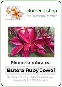 Plumeria rubra - "Butera Ruby Jewel"