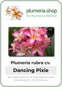 Plumeria rubra - &quot;Dancing Pixie&quot;