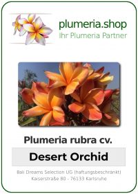 Plumeria rubra - "Desert Orchid"