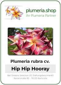 Plumeria rubra - &quot;Hip Hip Hooray&quot;