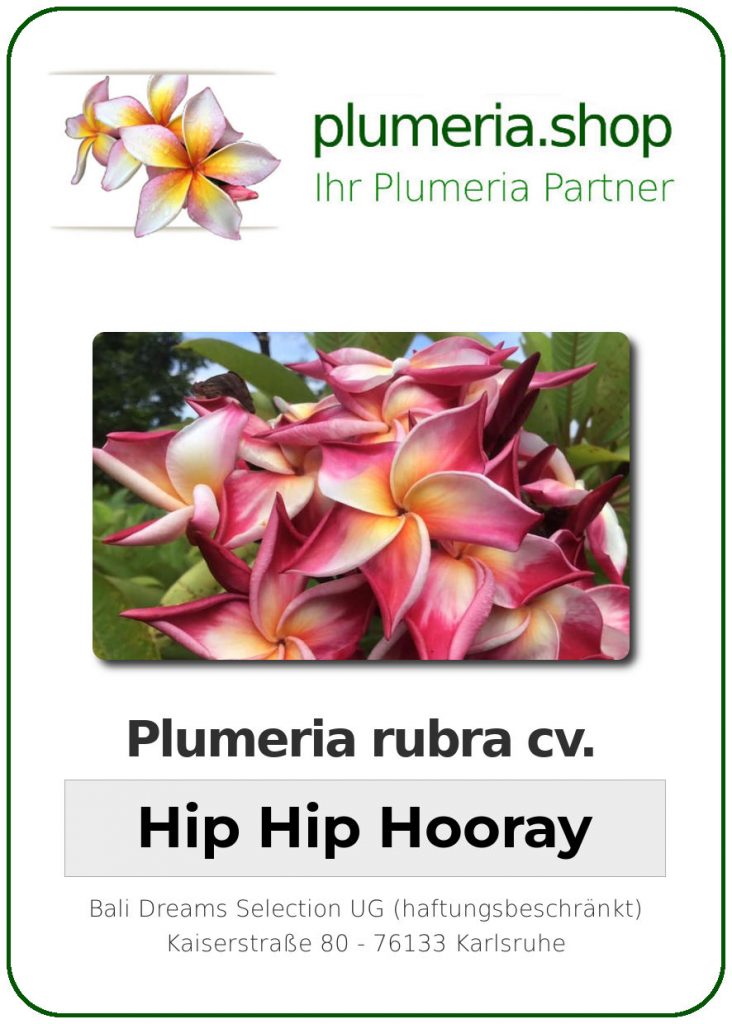 Plumeria rubra "Hip Hip Hooray" - wurzelnackt