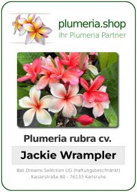 Plumeria rubra - &quot;Jackie Wrampler&quot;