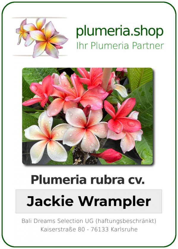 Plumeria rubra - "Jackie Wrampler"