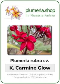 Plumeria rubra - &quot;K Carmine Glow&quot;