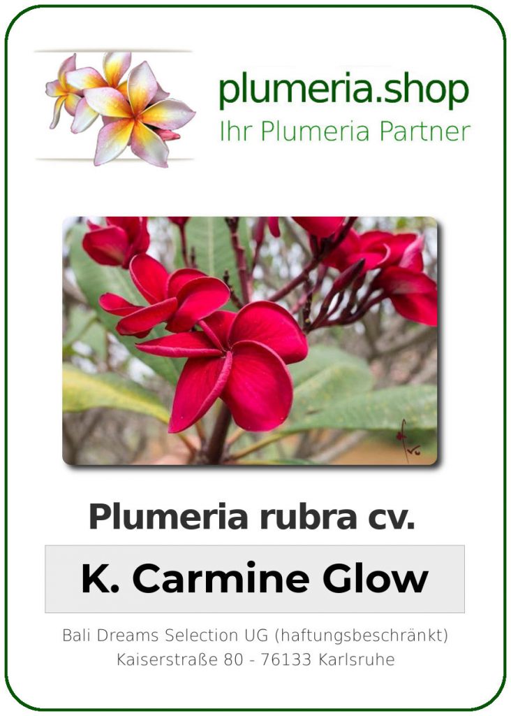 Plumeria rubra "Kukiat Carmine Glow" - wurzelnackt