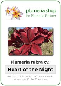 Plumeria rubra - &quot;K. Heart of the night&quot;
