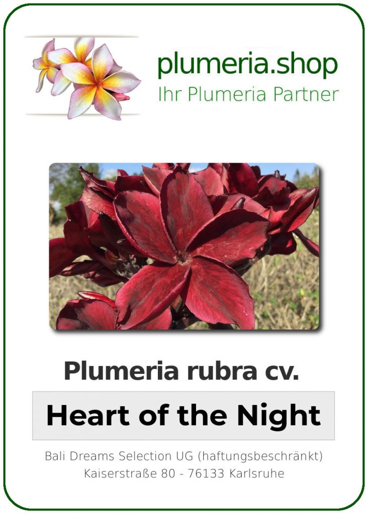 Plumeria rubra "Kukiat Heart of the Night"