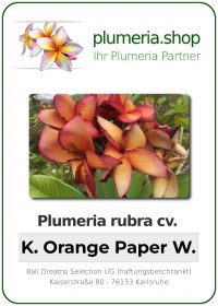 Plumeria rubra - &quot;K. Orange Paper Windmill&quot;