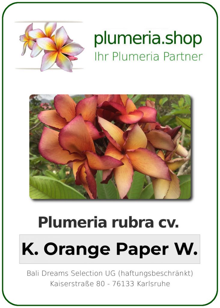 Plumeria rubra "Kukiat Orange Paper Windmill"