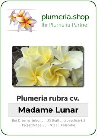 Plumeria rubra - "Madame Lunar"