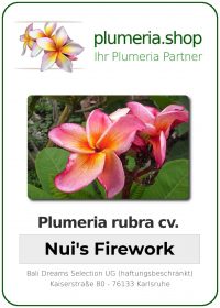 Plumeria rubra - "Nuis Firework"