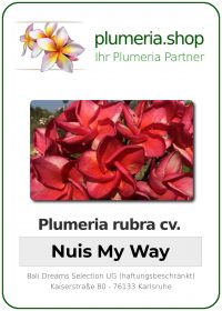 Plumeria rubra - "Nui's My Way"