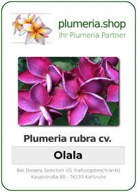 Plumeria rubra - "Olala"