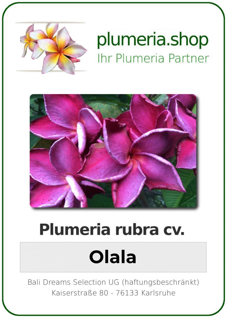 Plumeria rubra "O La La"
