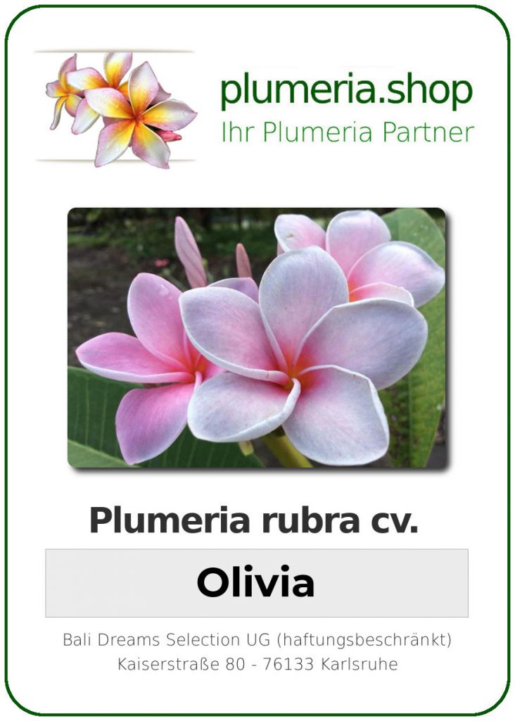 Plumeria rubra cv. "Olivia" - unbewurzelter Steckling