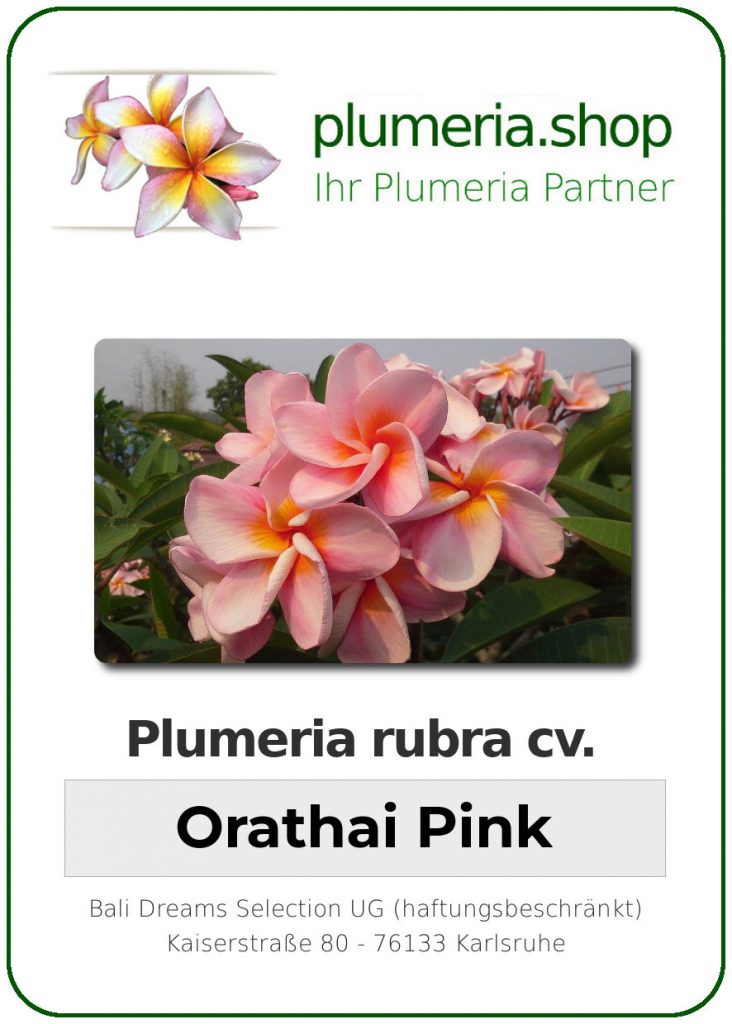 Plumeria rubra cv. "Orathai Pink" - unbewurzelter Steckling
