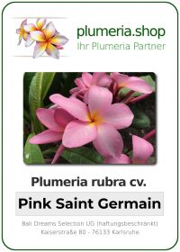 Plumeria rubra - &quot;K. Pink Saint Germain&quot;