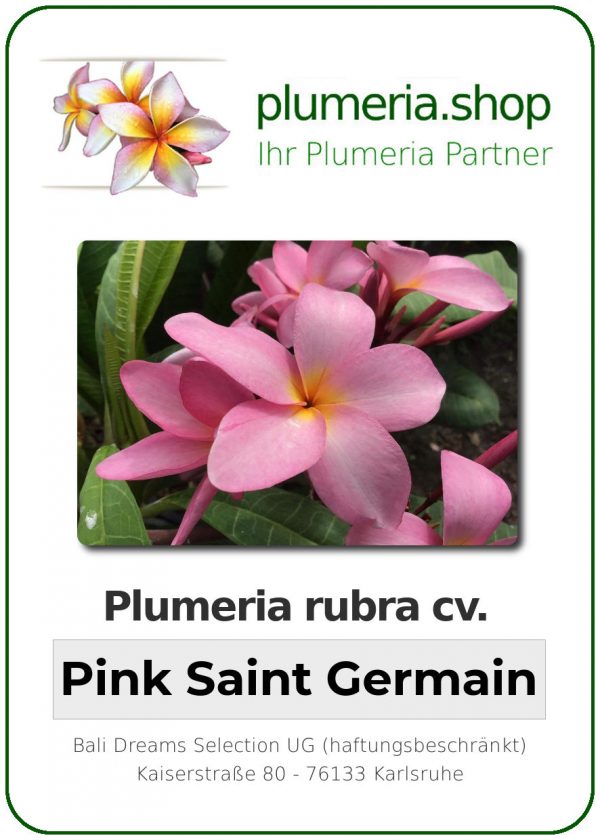 Plumeria rubra - "K. Pink Saint Germain"