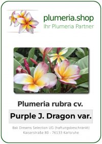 Plumeria rubra - "Purple Jade Dragon var"