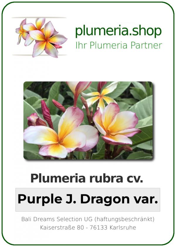 Plumeria rubra - "Purple Jade Dragon var"