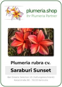 Plumeria rubra - &quot;Saraburi Sunset&quot;