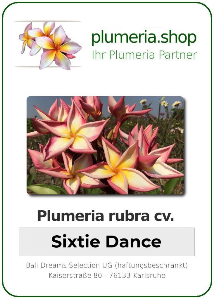 Plumeria rubra cv. "Sixtie Dance" - unbewurzelter Steckling