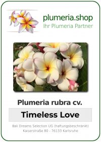 Plumeria rubra - &quot;Timeless Love&quot;