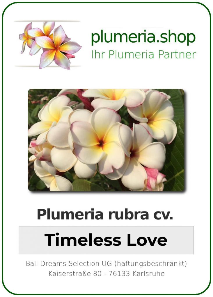 Plumeria rubra cv. "Timeless Love" - unbewurzelter Steckling