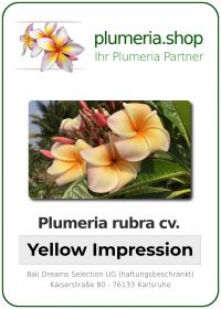 Plumeria rubra - &quot;Yellow Impression&quot;