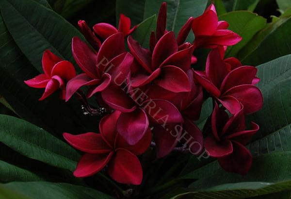 Plumeria rubra "Wako"