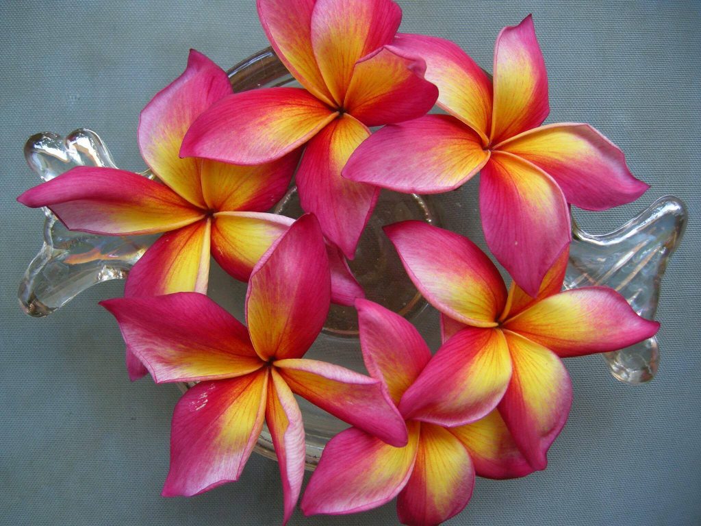 Plumeria rubra "Jeannie Moragne"