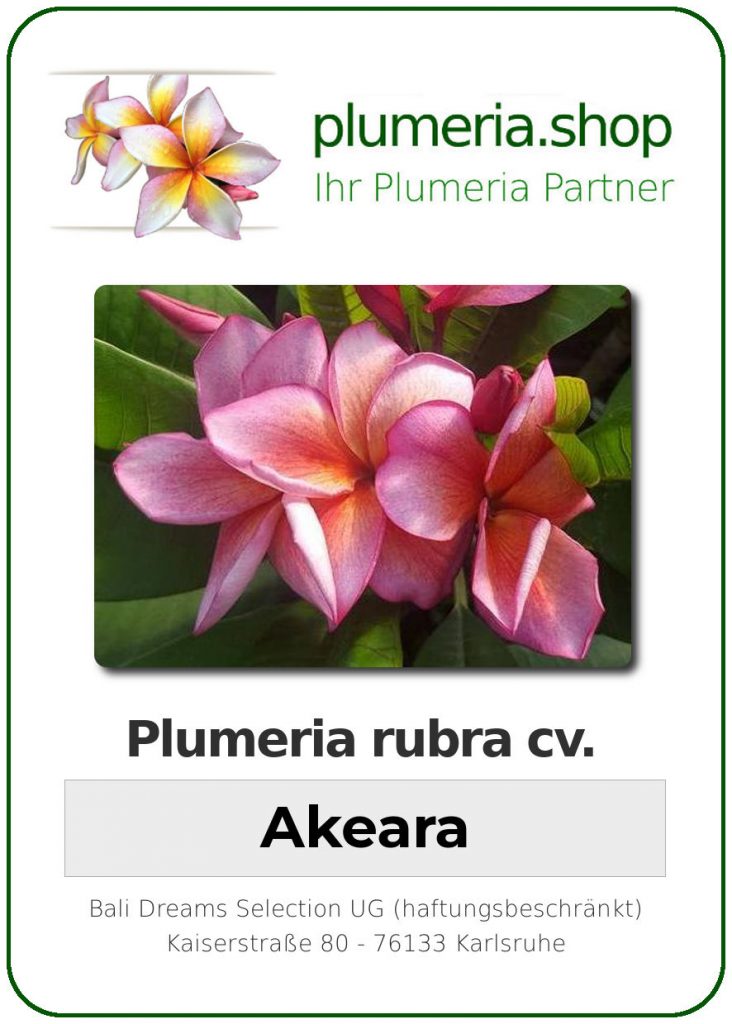 Plumeria rubra "Akeara"