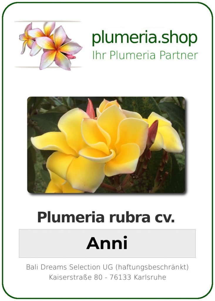 Plumeria rubra "Anni"