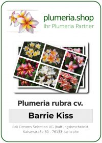 Plumeria rubra - "Barrie Kiss"