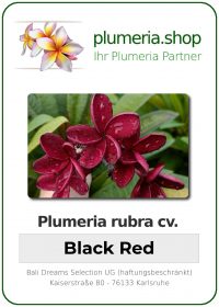 Plumeria rubra - "Black Red"