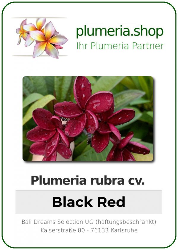 Plumeria rubra - "Black Red"
