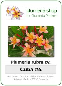 Plumeria rubra - "Cuba 4"
