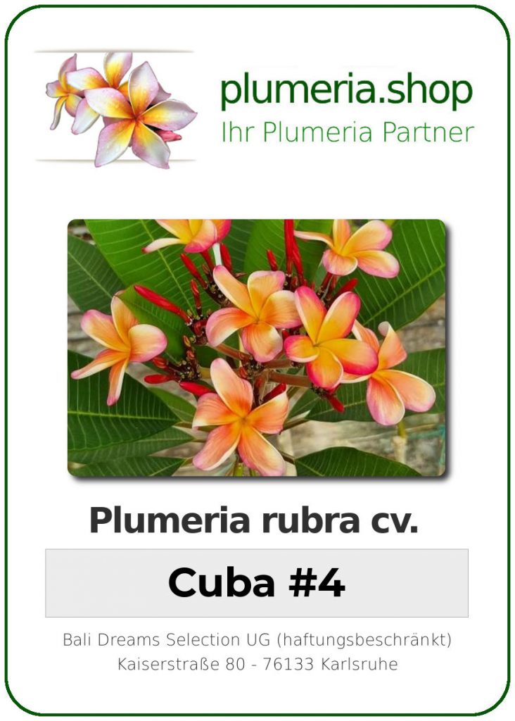 Plumeria rubra "Cuba #4"