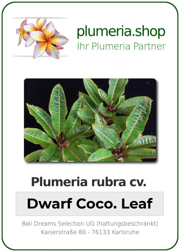 Plumeria rubra "Dwarf Coconut Leaf"
