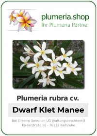 Plumeria rubra - &quot;Dwarf Klet Manee&quot;